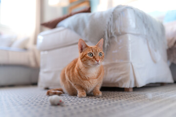 gato atigrado de color marrón con ojos verdes sobre la alfombra
