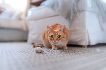 gato atigrado de color marrón con ojos verdes sobre la alfombra junto a un ratón de juguete