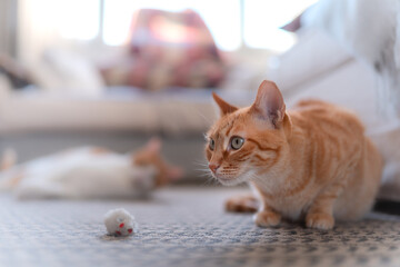 gato atigrado de color marron con ojos verdes junto a un raton de juguete. primer plano