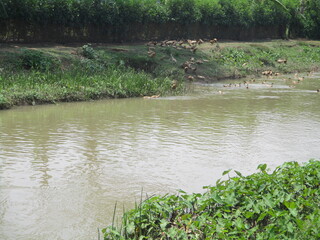 The traditional duck livestock that produce eggs are released in irrigation