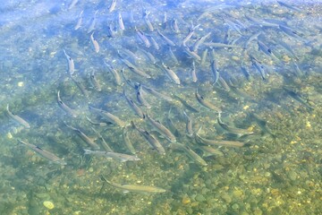 Pink salmon ( Oncorhynchus gorbuscha ) swims down to spawn. Sea of Okhotsk, bay of Happiness. Khabarovsk Krai, far East, Russia.