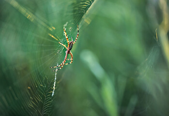 Banded garden spider on spider web