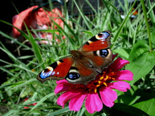 butterfly on flower