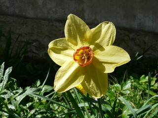 narcissus