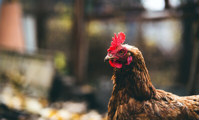 Chicken in the pen. A brown hen walks in an aviary on an autumn day on a farm