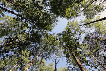 Birches. Bottom view of the tree crowns with a view of the sky.