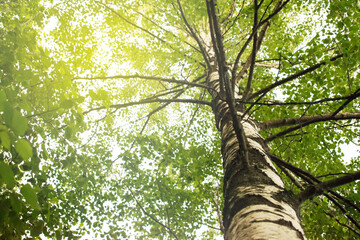 Fototapeta premium Birch trunk and branches in the sun