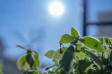 窓辺の植物