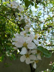 apple flower