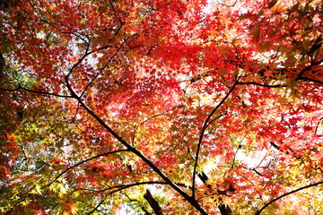 大分県用作公園の紅葉