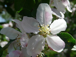 apple flower