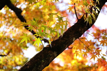 大分県用作公園の紅葉