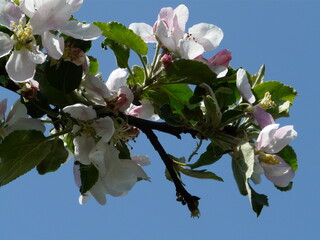apple tree blossom