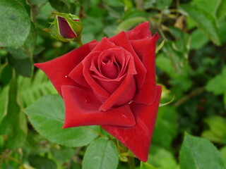 rose