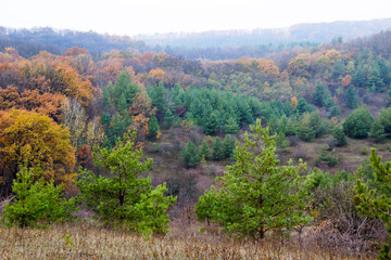In the distance, you can see a photo of a deciduous and pine forest from a hill.