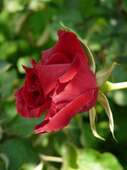 beautiful red rose