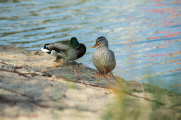 Nice young duck sitting near the autumn lake water at sunny evening 