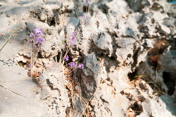 Small purple flowers grow on a limestone rock close-up as a background