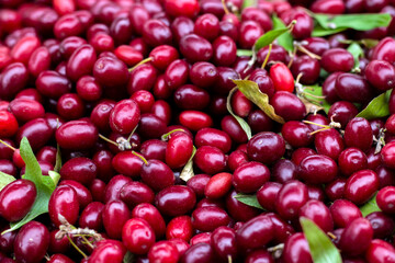 Fresh dogwood red berries with green leafs. Fresh cornel berries background.