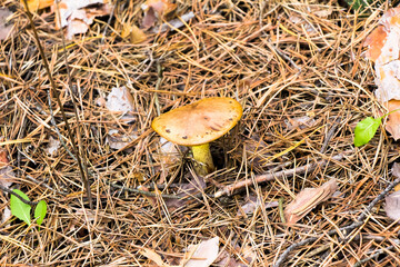 Autumn picking of mushrooms in the forest mushrooms in a bag and in a bucket on the hood of a car in a meadow