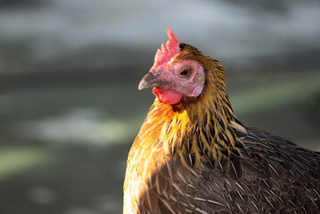 Thai chicken with red crest, yellow-orange feathers.