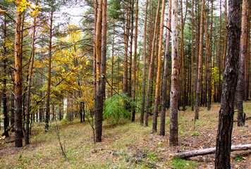 Obraz premium Trunks of trees of pine forest Ukraine