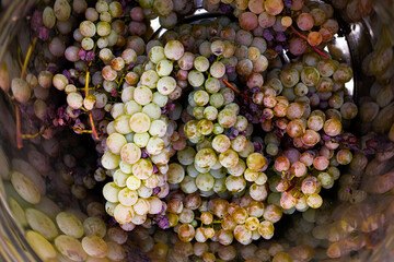 Vintage. Grape harvest. Ripe and juicy grape bunches in bucket.