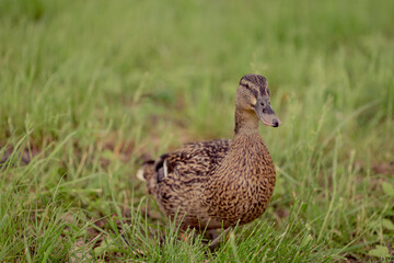 duck on the grass