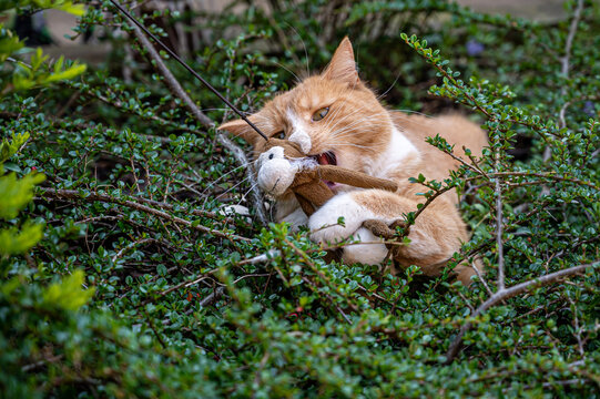 Ginger cat waiting to pounce from garden bushes