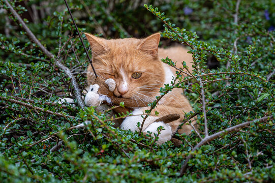 Ginger cat waiting to pounce from garden bushes