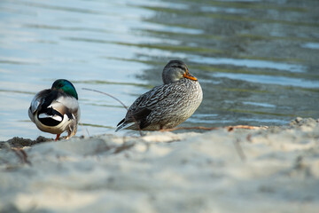 Nice young duck sitting near the autumn lake water at sunny evening 