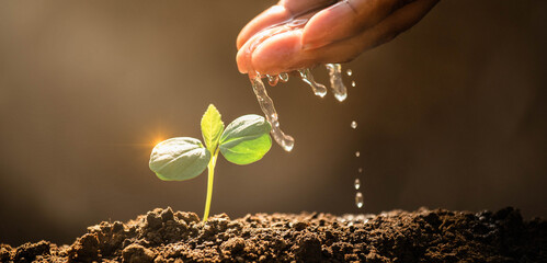Earth day concept. Drop water on hand for growing tree. Protect the environment. Renewable energy...