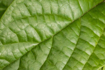 Close up of green leaf texture.
