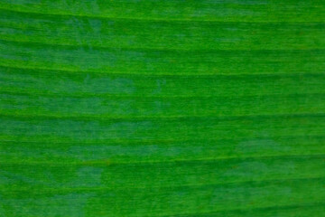Close up of green leaf texture.