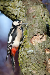 Buntspecht in Schrebergarten