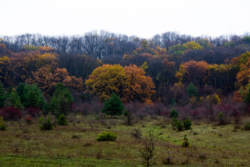 In the distance, you can see a photo of a deciduous and pine forest from a hill.