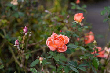 秋の花シリーズ