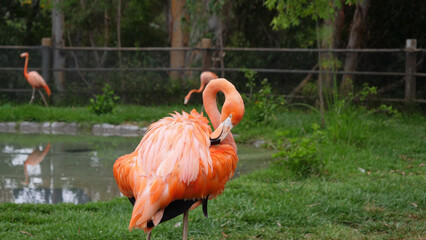 Flamingo in the zoo