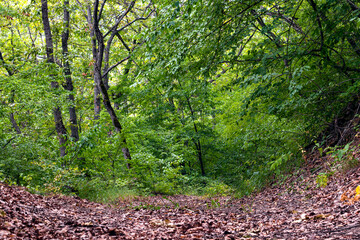 Ground road in green forest. Country road through the forest. Way in deep forest.