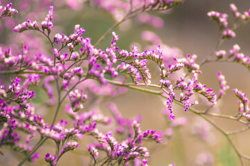 Close up di flora selvatica tipica della campagna del Salento