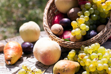 Autumn fruit harvest. Grape, peach, walnut, plum and pear in wicker basket.  Still life in outdoor.