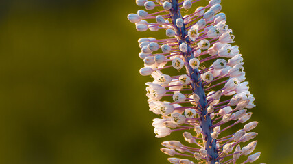 Close up di flora selvatica tipica della campagna del Salento
