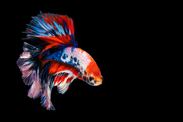 Multicolor Betta splendens fighting fish in Thailand on isolated black background. The moving moment beautiful of white, blue , red siamese betta fish with copy space.