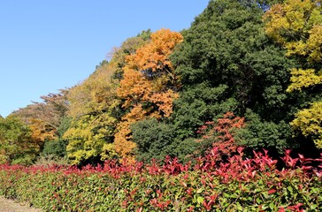 秋の彩り　紅葉　風景　
