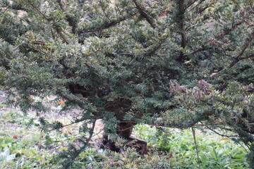 北海道の秋の植物のテクスチャ素材