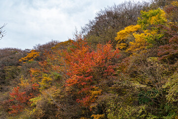 Fototapeta premium 秋の箱根散策