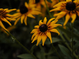 Żółte kwiaty w ogrodzie 
