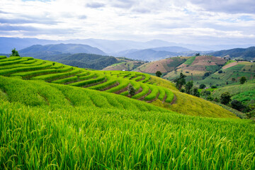 Fototapeta premium Rice field in the north of Thailand