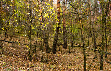 Trunks of trees of pine forest Ukraine