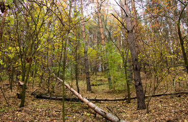 Trunks of trees of pine forest Ukraine